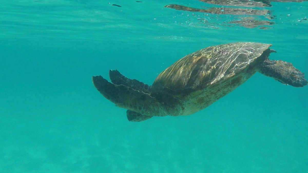 Marine Tortoise / Tortuga marina