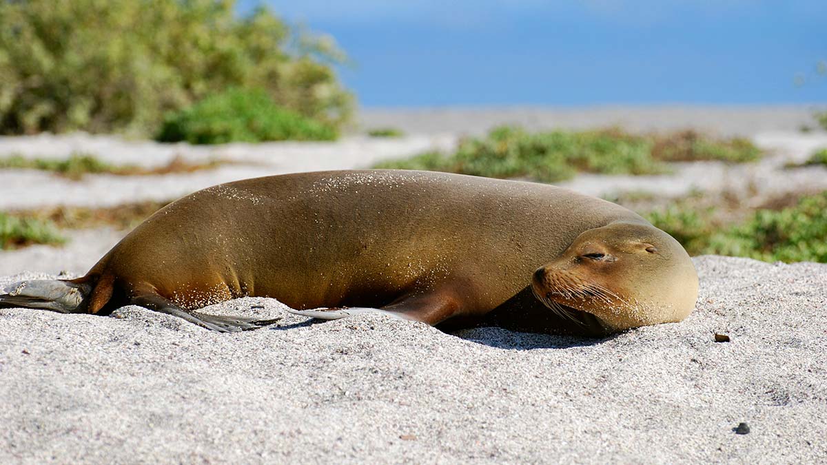 Galapagos Sea Lion / León marino