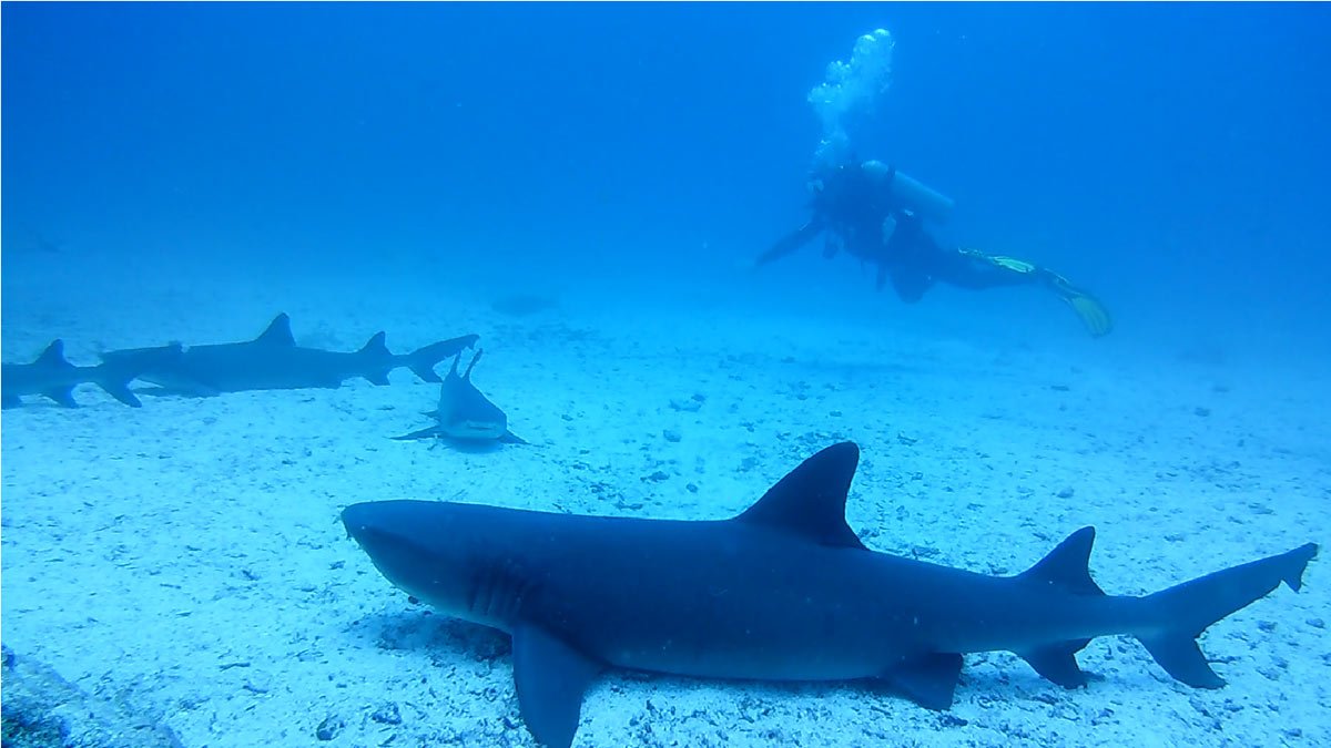 Buceando con tiburones en las Islas Galápagos. Diving with sharks in the Galapagos Islands. Nadando con tiburones en las Islas Galápagos. Swimming with sharks in the Galapagos Islands. Bucear en las Islas Galápagos. Diving in the Galapagos Islands.