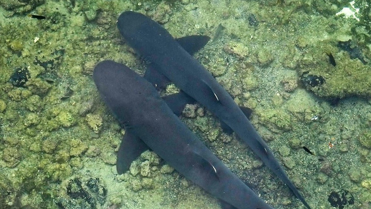 Nadando con tiburones en las islas galapagos. Swimming with sharks in the galapagos islands
