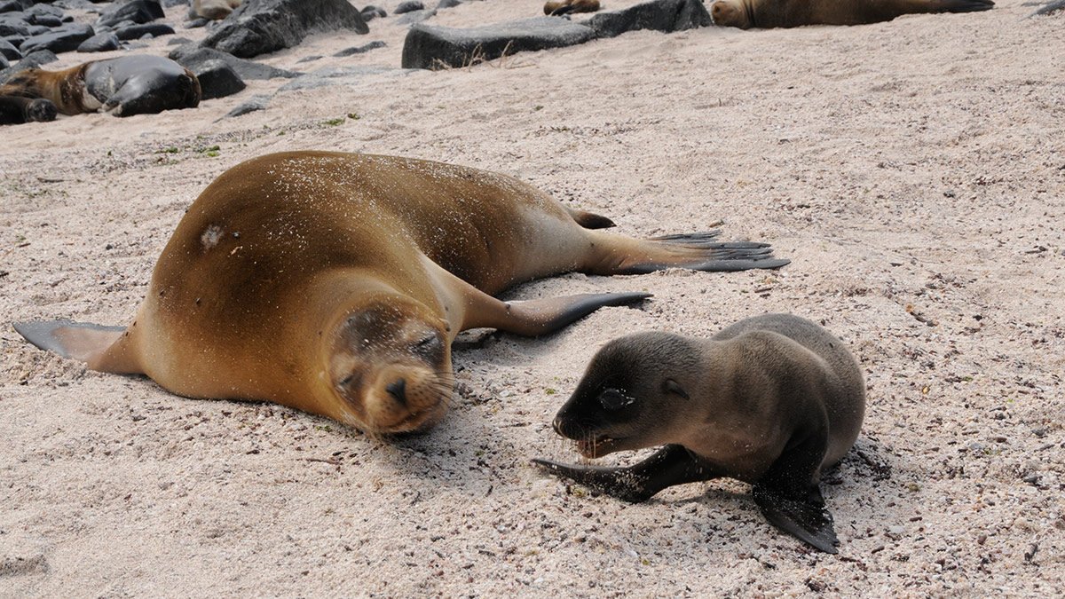 Fauna en las Islas Galápagos / Wildlife in Galapagos Islands