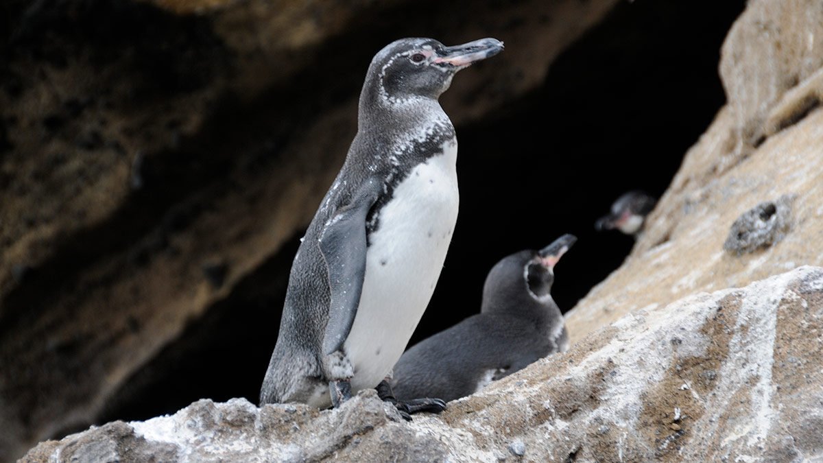 Fauna en las Islas Galápagos / Wildlife in Galapagos Islands