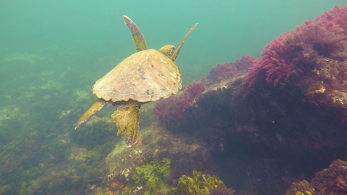 Fauna en las Islas Galápagos / Wildlife in Galapagos Islands