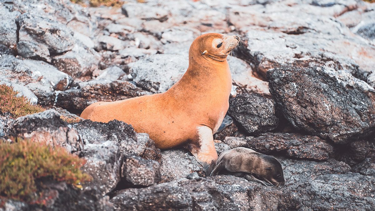 Fauna en las Islas Galápagos / Wildlife in Galapagos Islands