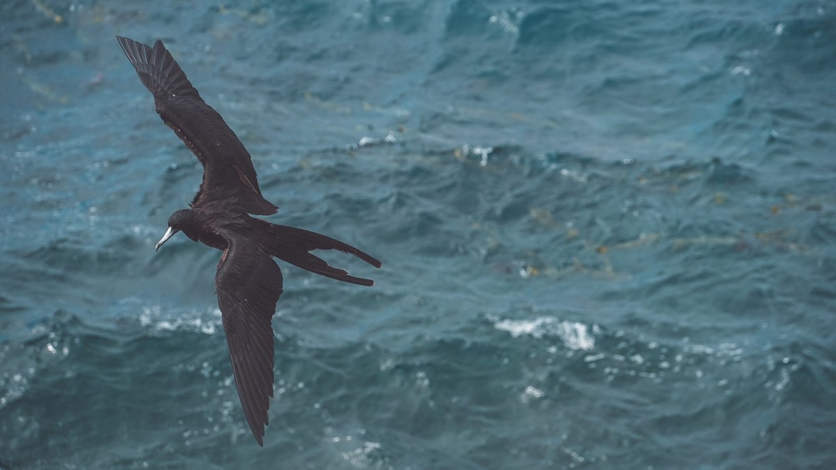 Fauna en las Islas Galápagos / Wildlife in Galapagos Islands
