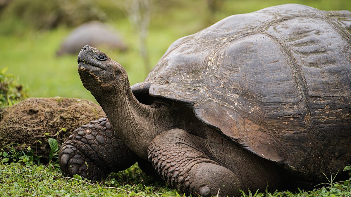 Fauna en las Islas Galápagos / Wildlife in Galapagos Islands