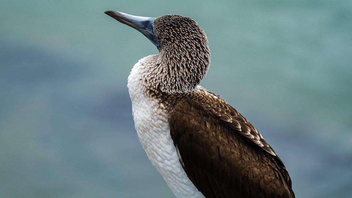 Fauna en las Islas Galápagos / Wildlife in Galapagos Islands