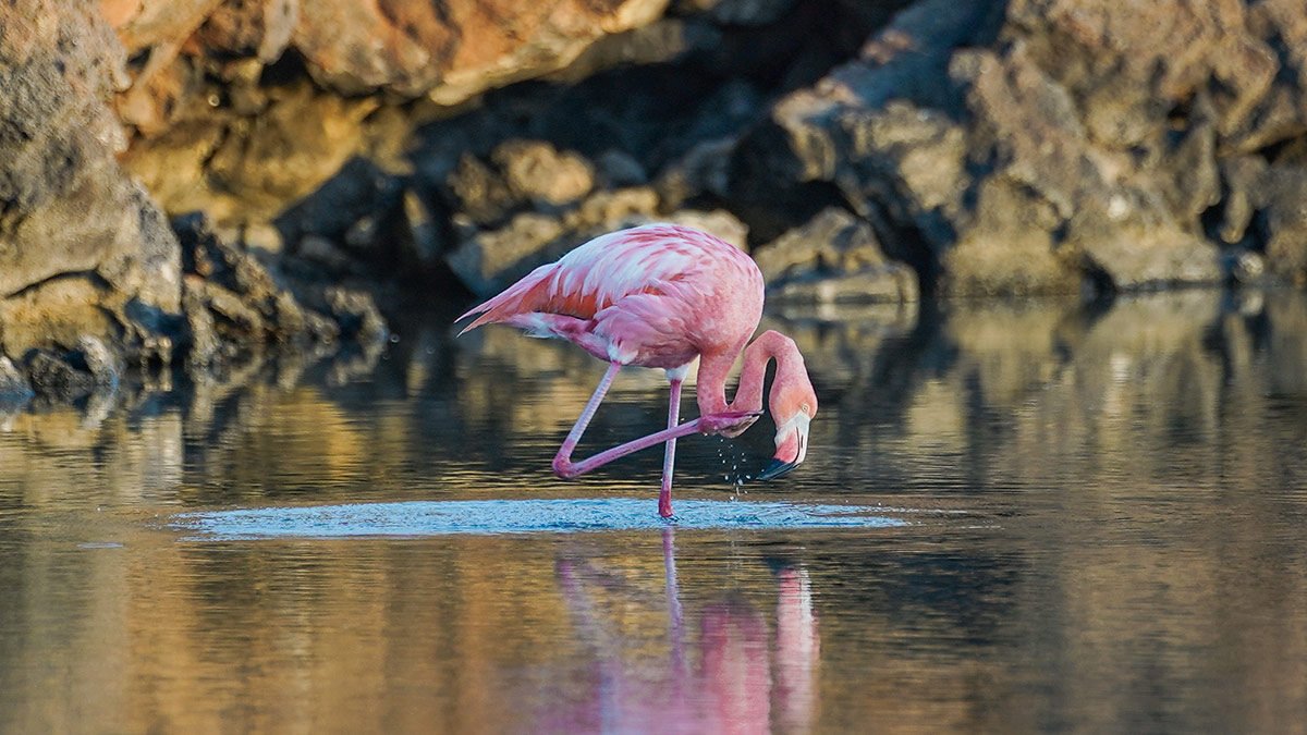 Fauna en las Islas Galápagos / Wildlife in Galapagos Islands