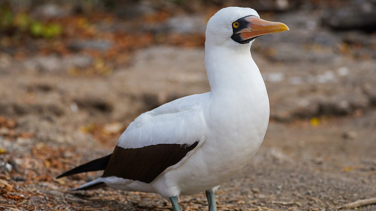 Fauna en las Islas Galápagos / Wildlife in Galapagos Islands