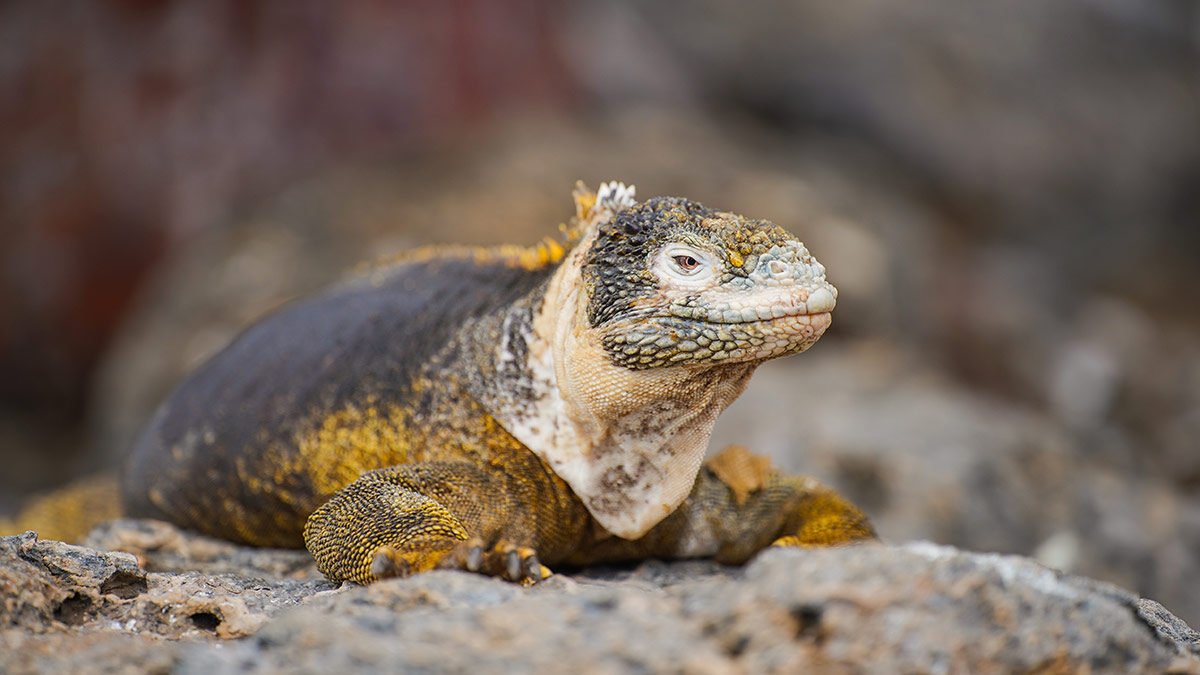 Fauna en las Islas Galápagos / Wildlife in Galapagos Islands