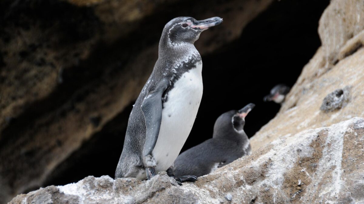 Consejos-para-ver-aves-en-Galápagos-02
