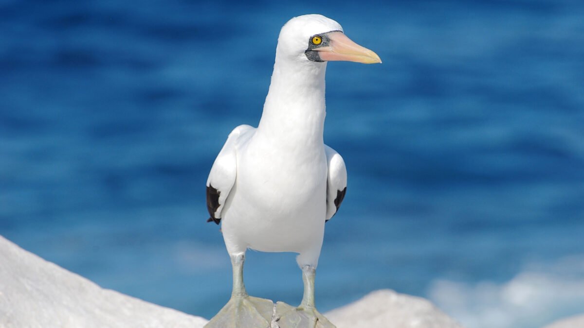 Consejos-para-ver-aves-en-Galápagos-03