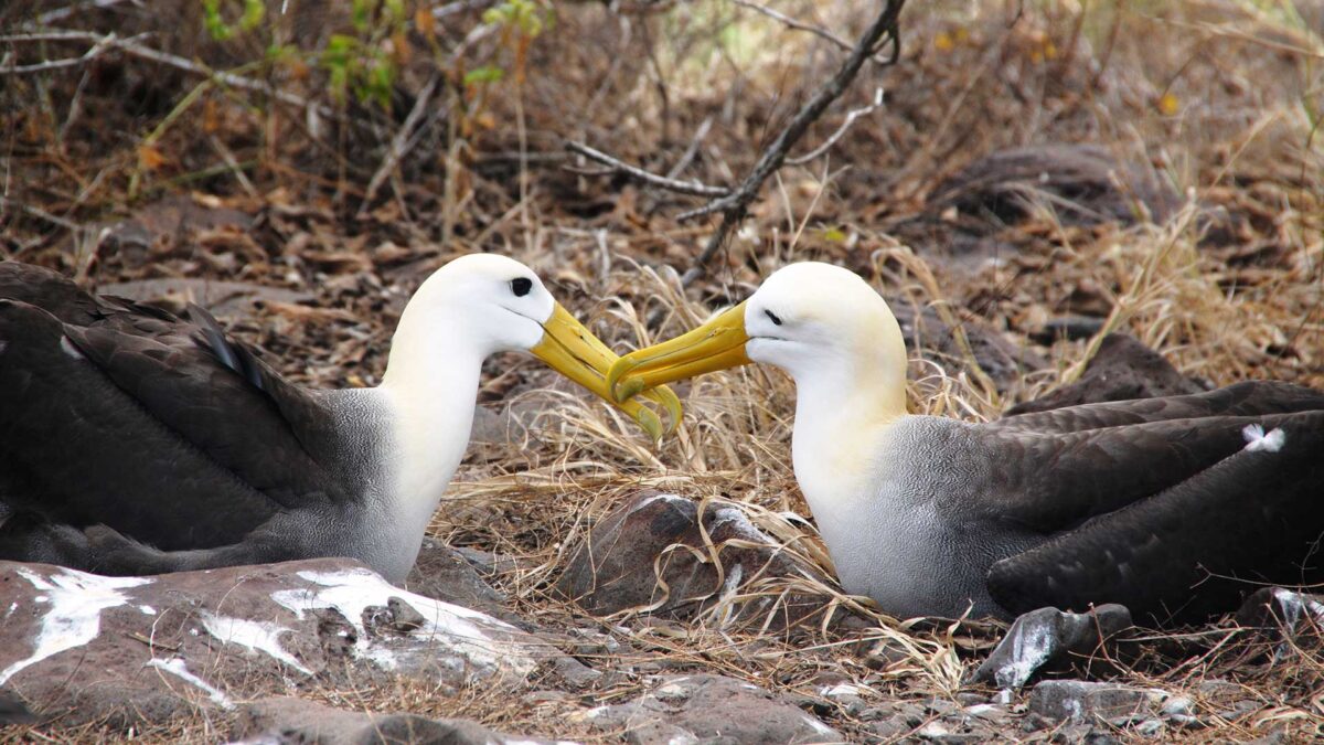 Consejos-para-ver-aves-en-Galápagos-04