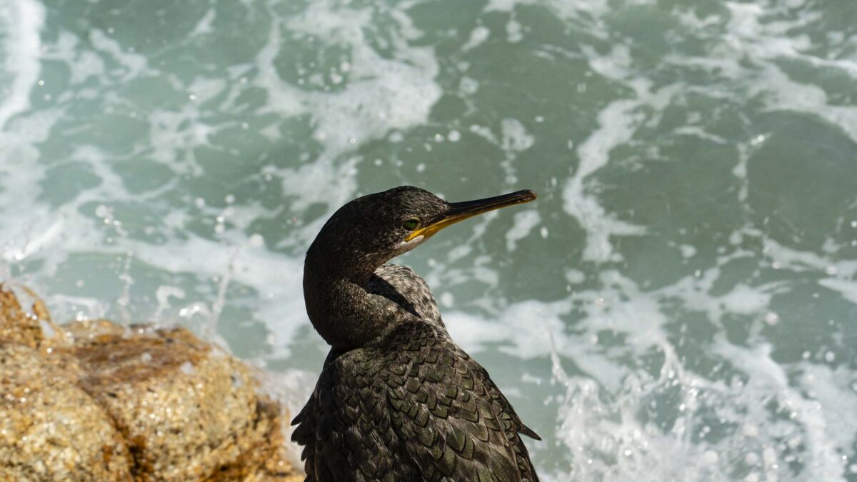 Consejos-para-ver-aves-en-Galápagos-05