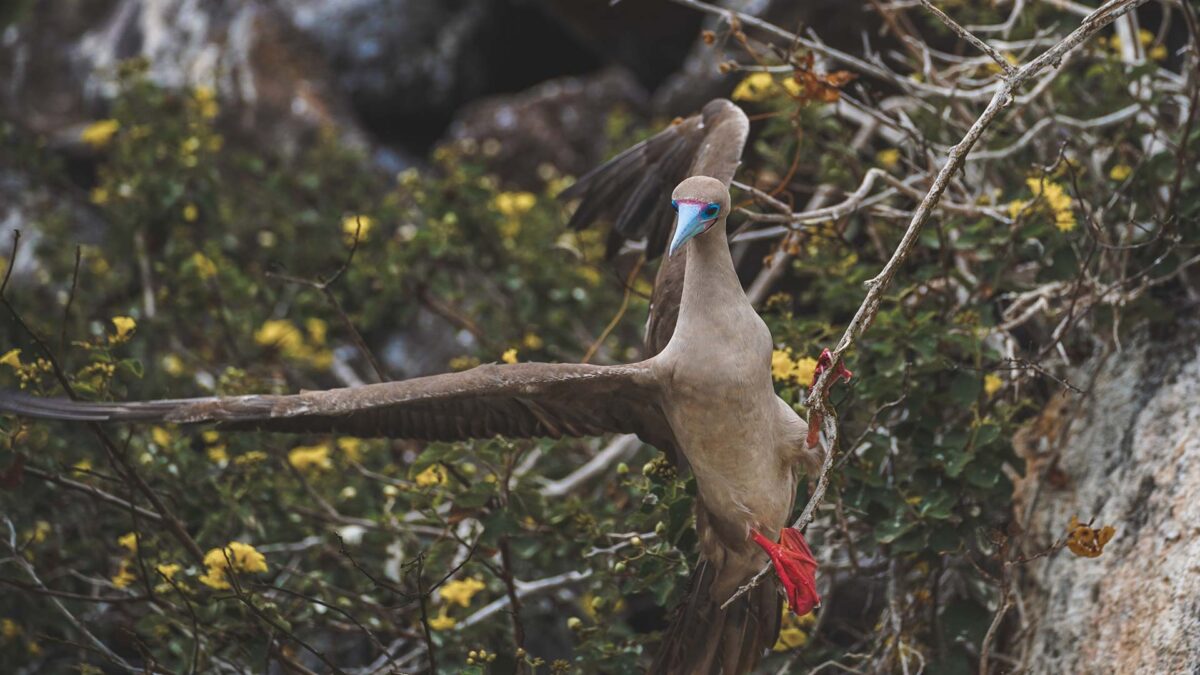 Consejos-para-ver-aves-en-Galápagos-08