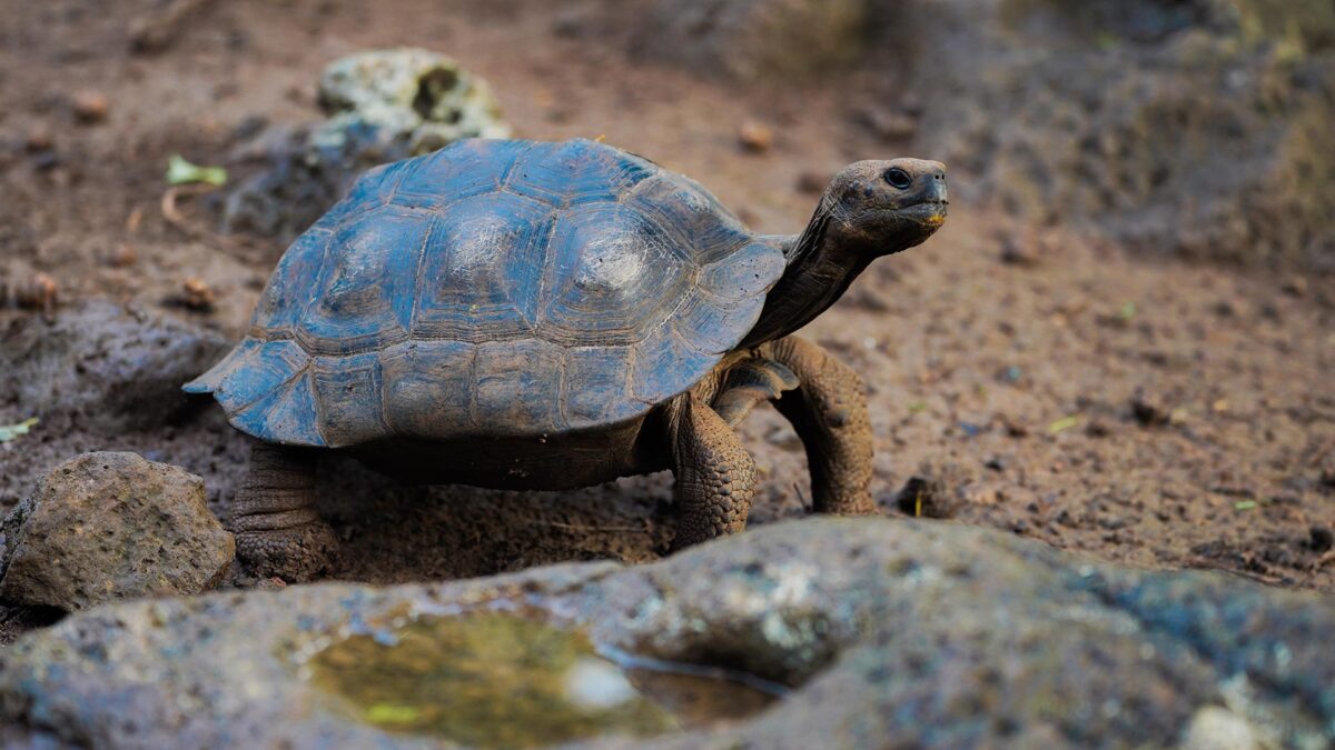 blog-la-mejor-epoca-para-visitar-galapagos-05