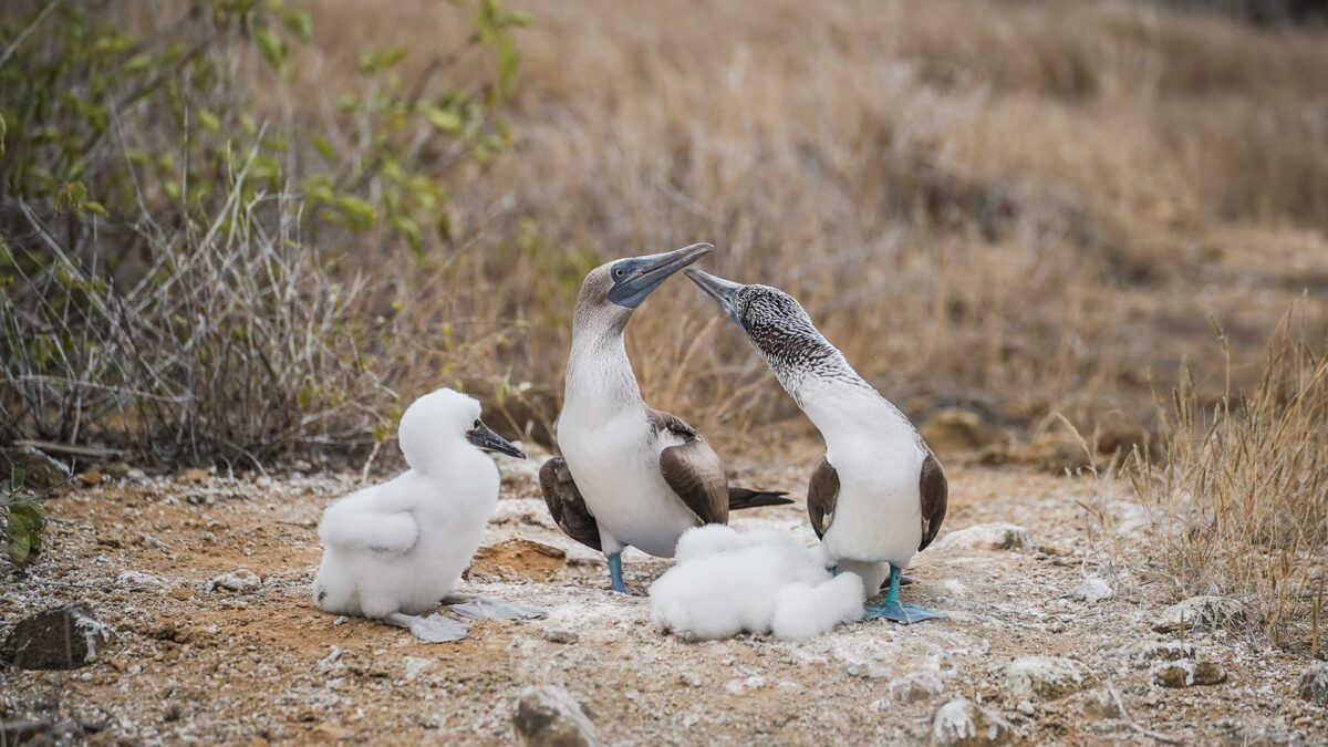 blog-la-mejor-epoca-para-visitar-galapagos-06