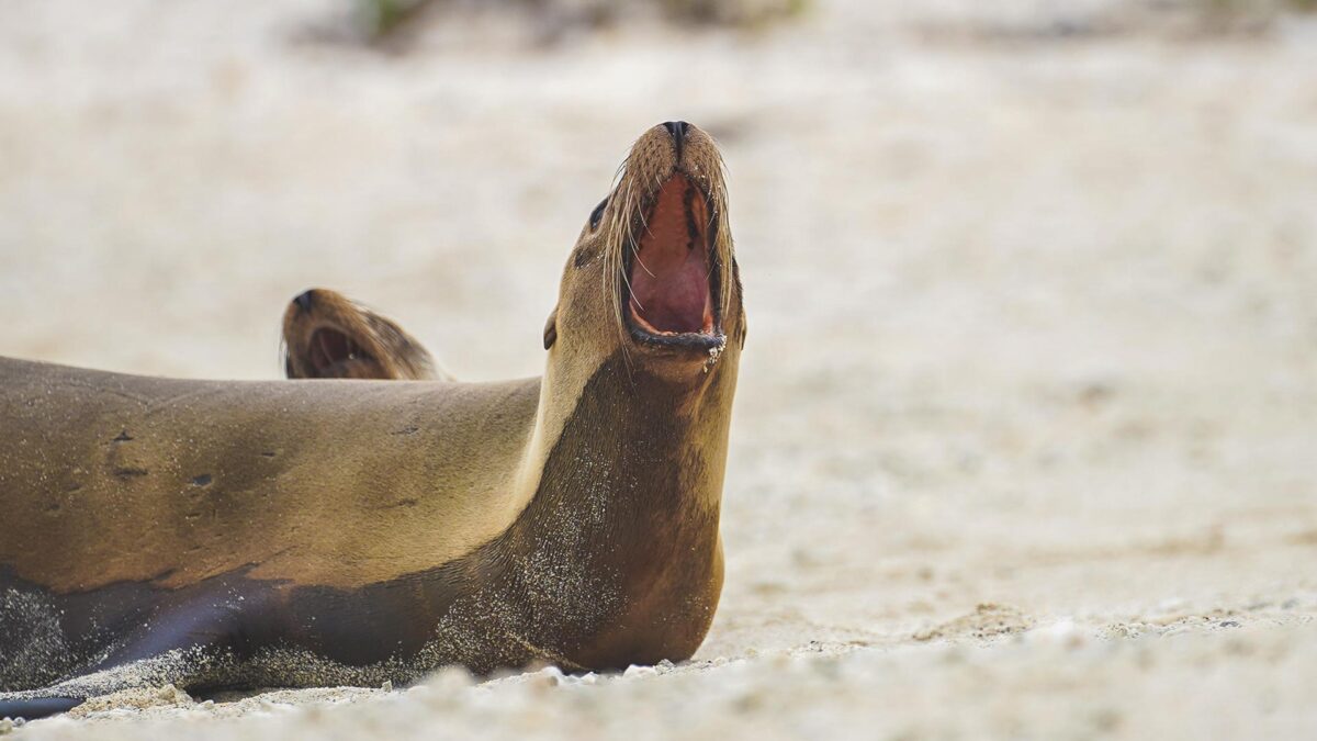 blog-la-mejor-epoca-para-visitar-galapagos-08